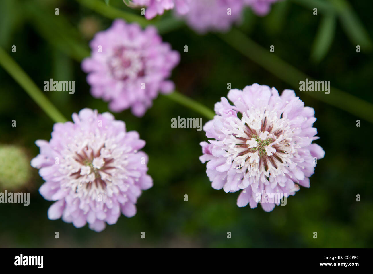 Pale lavender pink flowers hi-res stock photography and images - Alamy