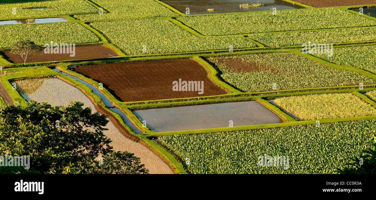 View of fields, agriculture, Kauai, Hawaii Stock Photo