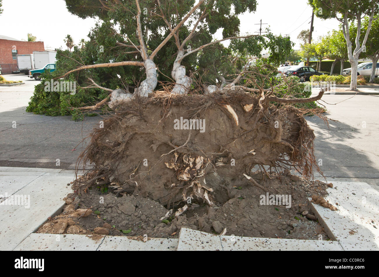 A collapsed tree due to severe winds. Hurricane strength winds knocked down a huge number of trees. Stock Photo