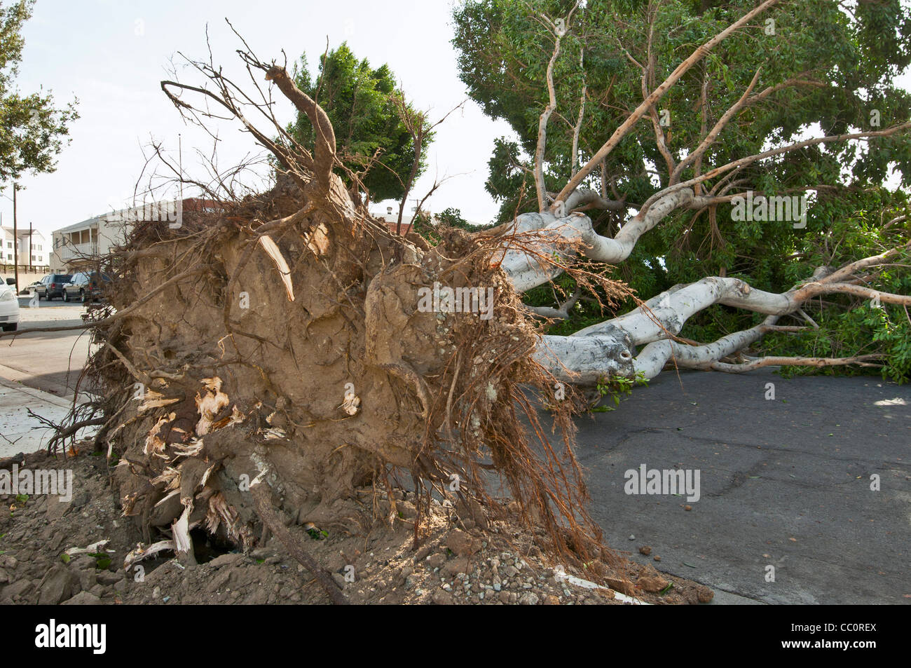 A collapsed tree due to severe winds. Hurricane strength winds knocked down a huge number of trees. Stock Photo