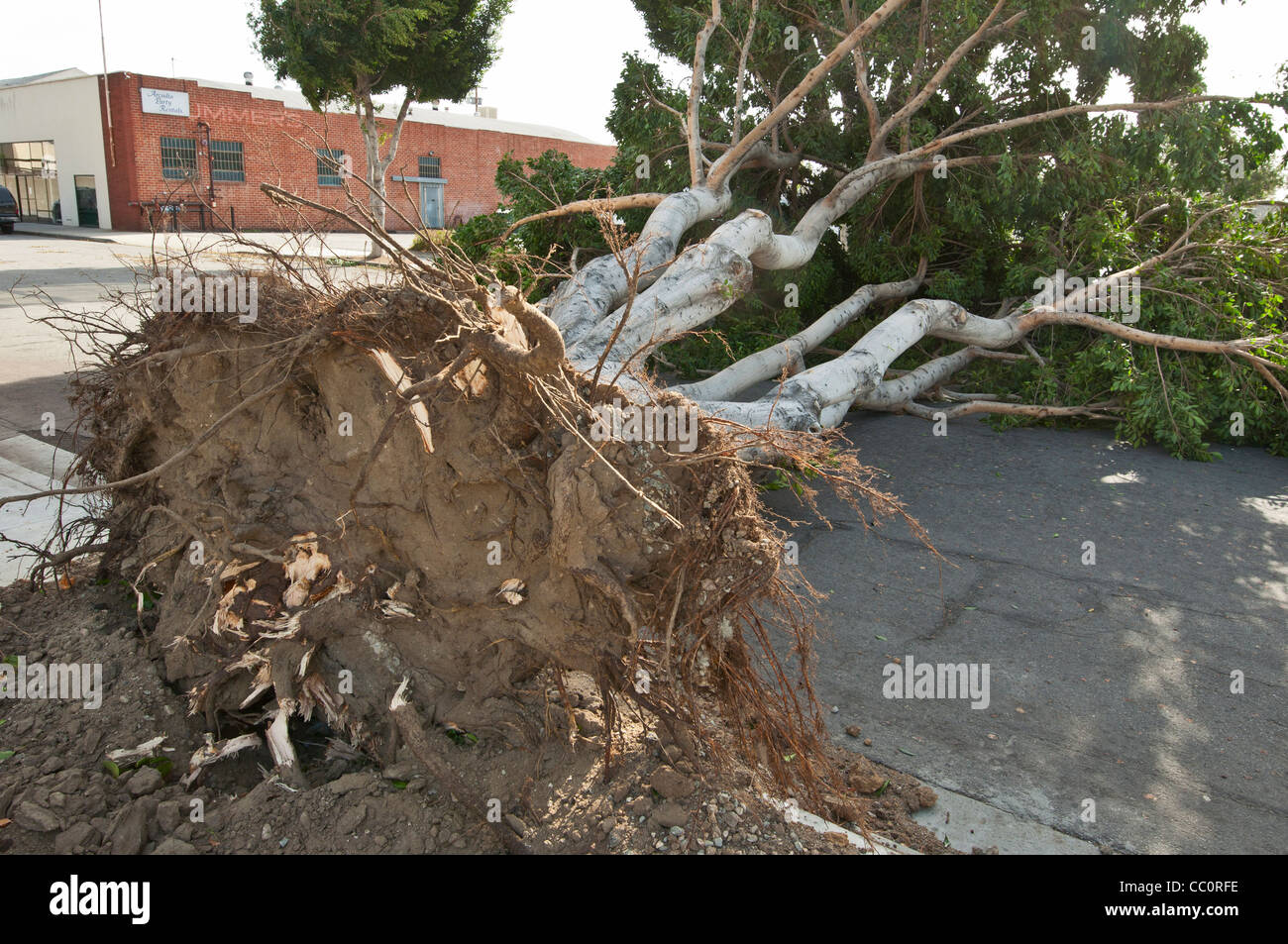 A collapsed tree due to severe winds. Hurricane strength winds knocked down a huge number of trees. Stock Photo
