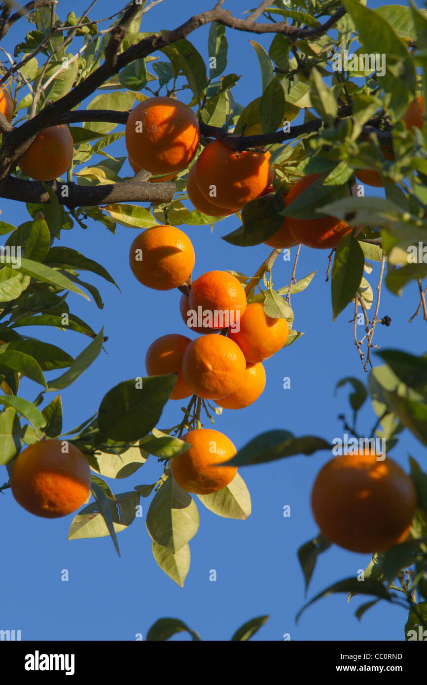 Orange citrus fruit majorca mallorca hires stock photography and