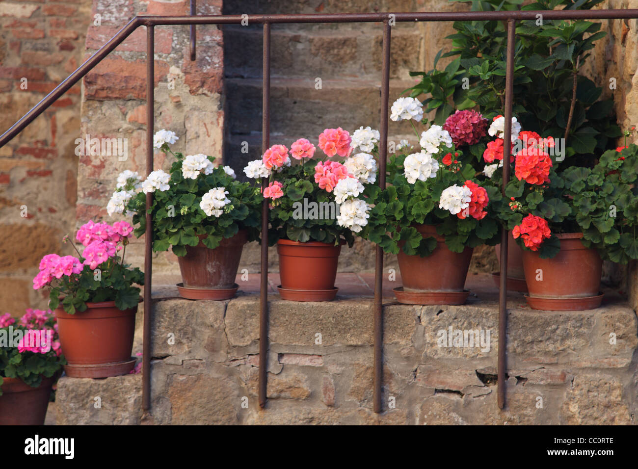 Colourful Geranium plants on stone stairs, Tuscany, Italy Stock Photo