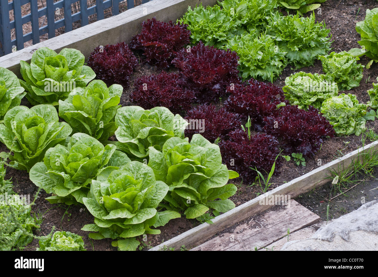 A variety of lettuces grown in a raised garden bed Stock Photo Alamy