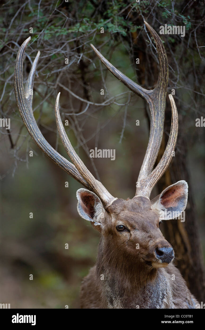 Indian Sambar, Rusa unicolor, male deer in Ranthambhore National Park, Rajasthan, India Stock Photo