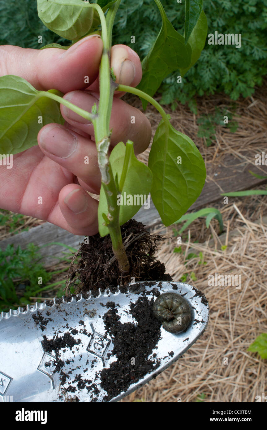 Example of stem damage to chili plant caused by cutworm moth larva
