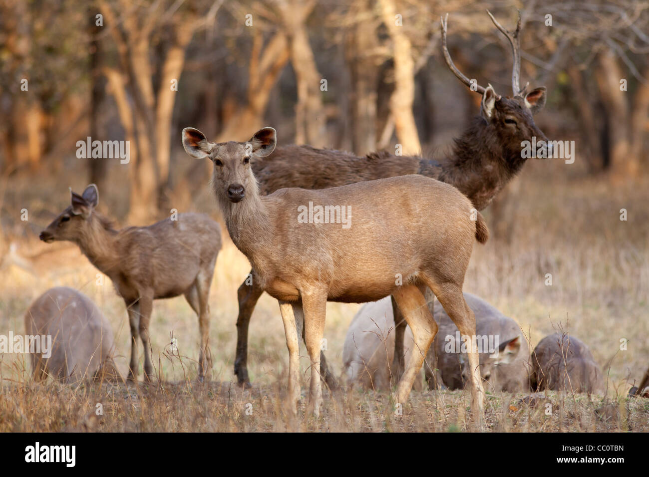 Indian Sambar, Rusa unicolor, deer herd in Ranthambhore National Park, Rajasthan, India Stock Photo