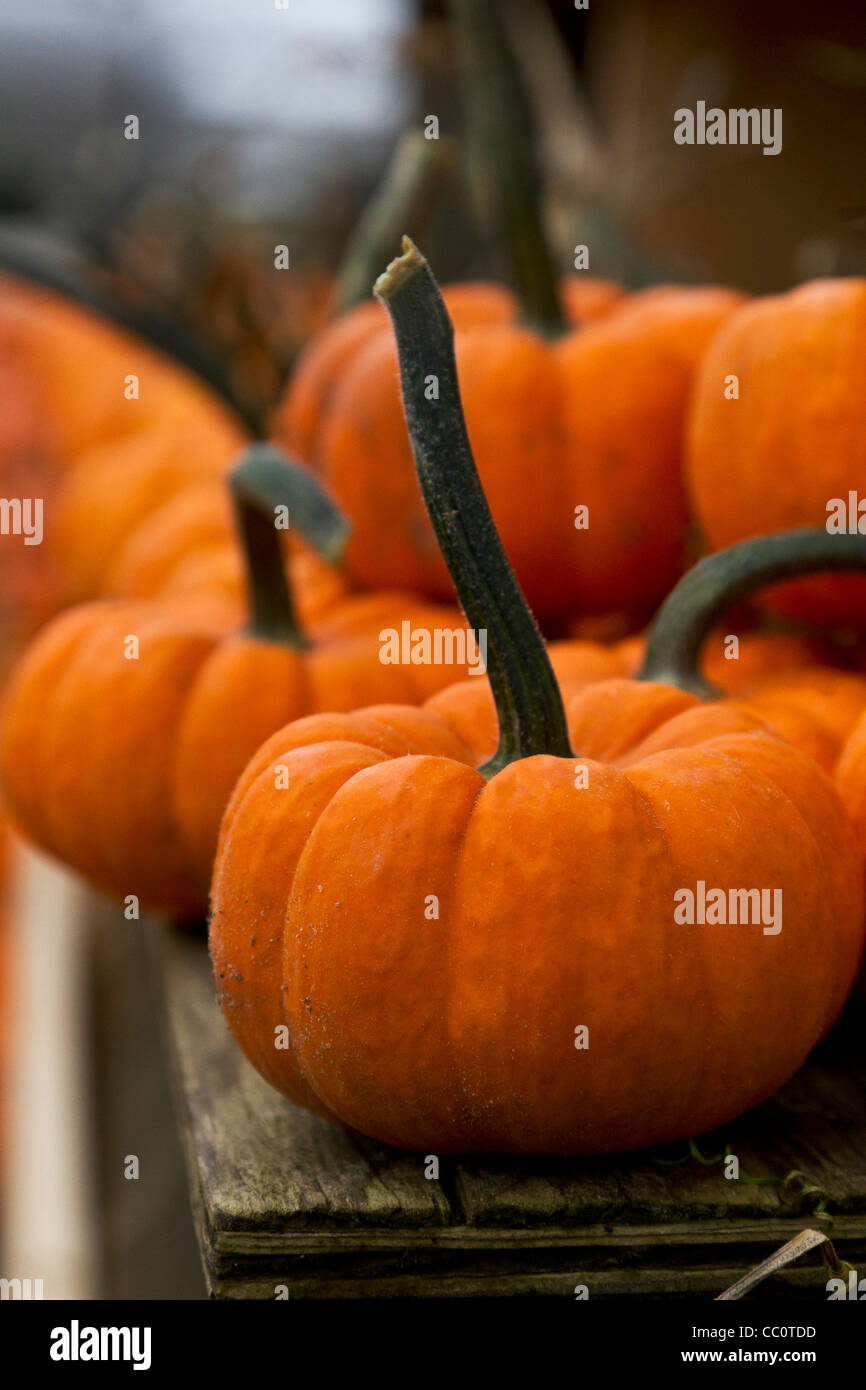 Small pumpkins sit on wooden planks, both rustic with natural dirt, in image shot with shallow depth of field. Stock Photo