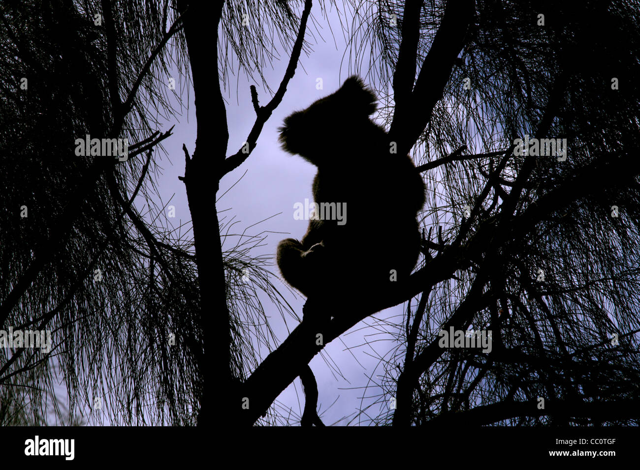 Koala Silhouette Stock Photos Koala Silhouette Stock Images Alamy