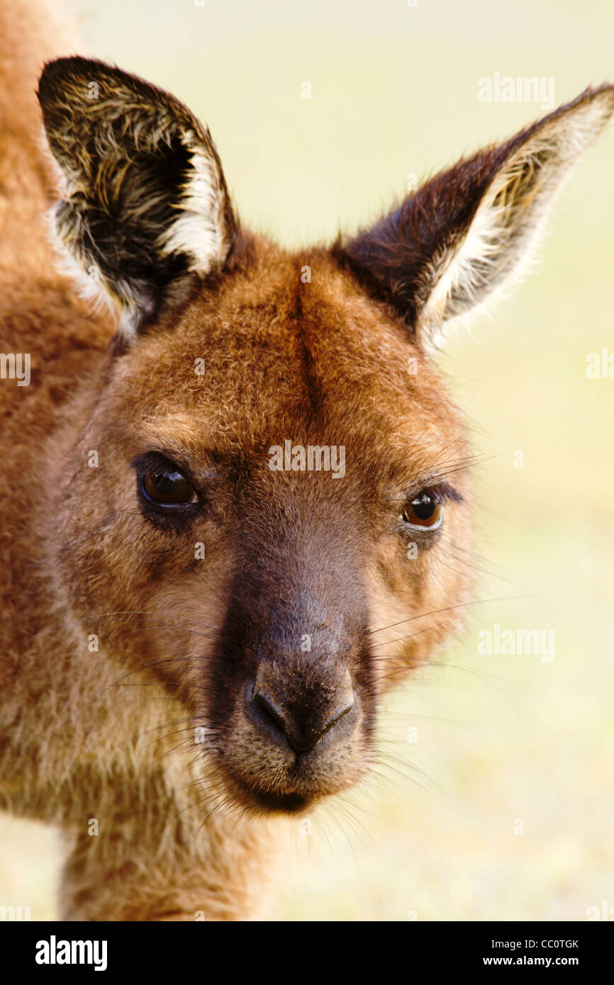 Close up portrait of wild kangaroo in Australia. Stock Photo