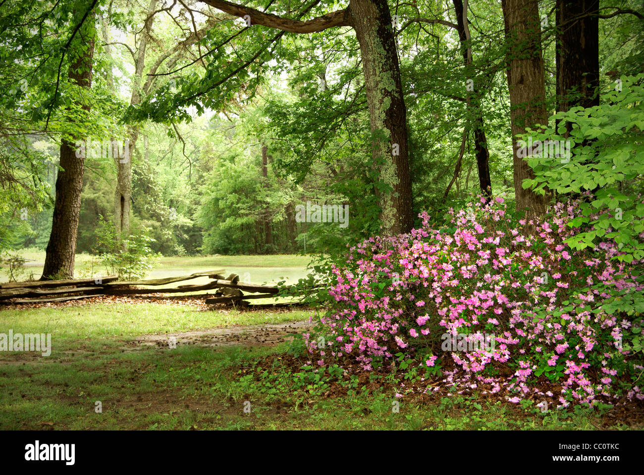 Pink Azaleas in North Carolina landscape, NC Stock Photo