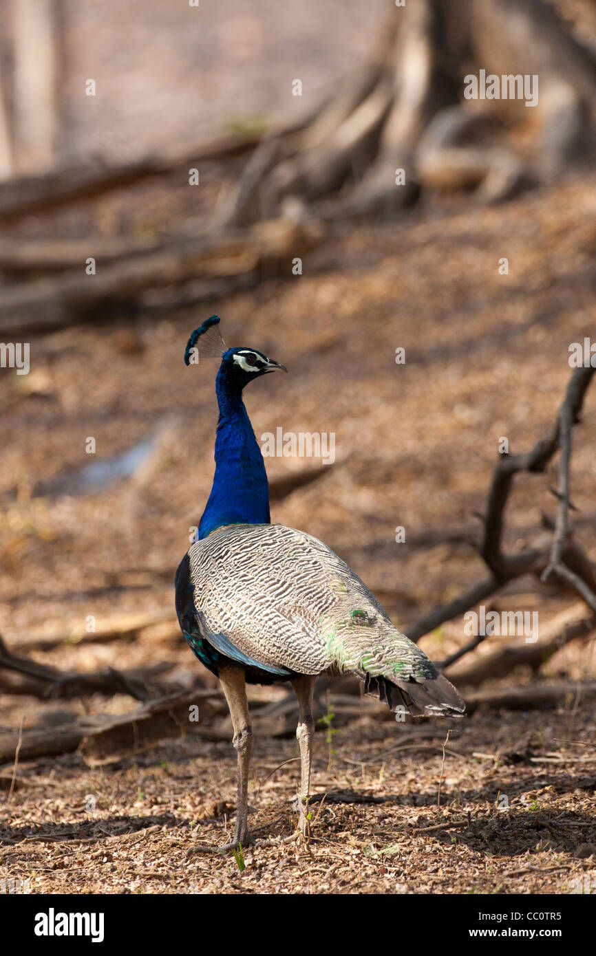 Peacock india rajasthan hi-res stock photography and images - Alamy