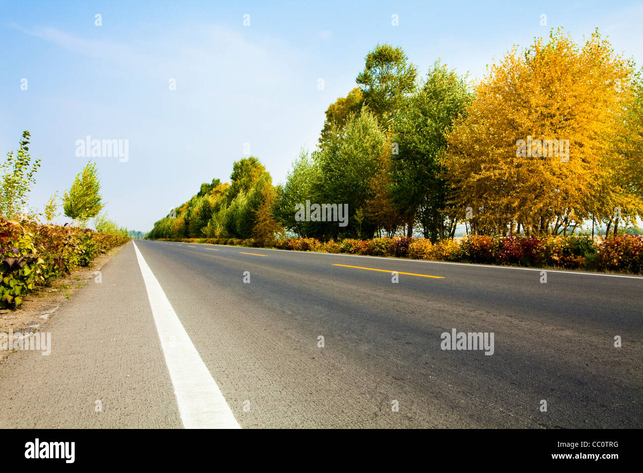Road lined with trees on a clear blue day Stock Photo - Alamy