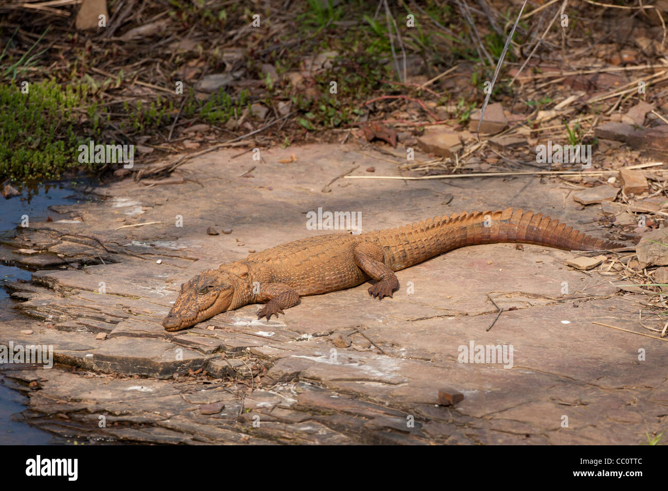 Indian marsh crocodile, Crocodylus palustris, Swamp Crocodile in Ranthambhore National Park, Rajasthan, Northern India Stock Photo