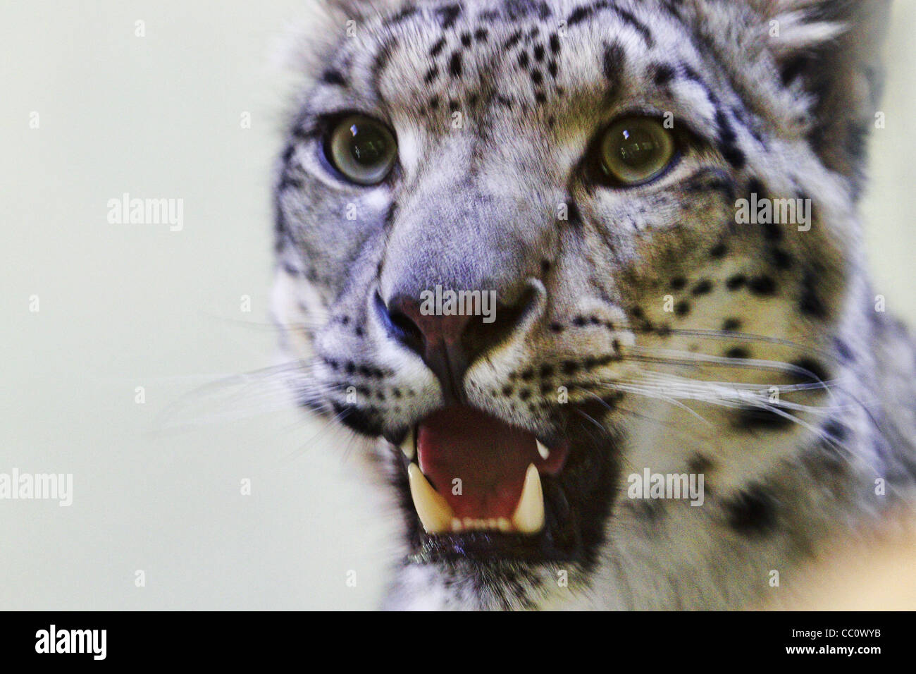 Snow leopard- Panthera unica Stock Photo