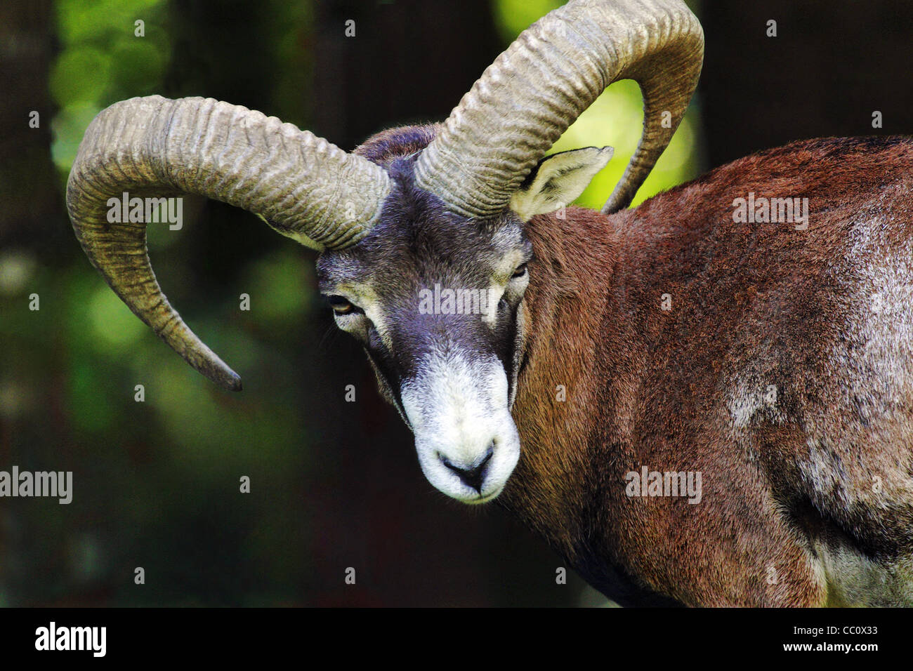 European mouflon Ovis orientalis musimon Stock Photo