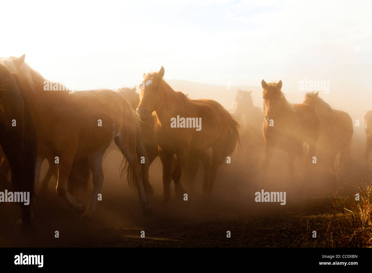 A herd of horses running in Inner Mongolia Stock Photo - Alamy