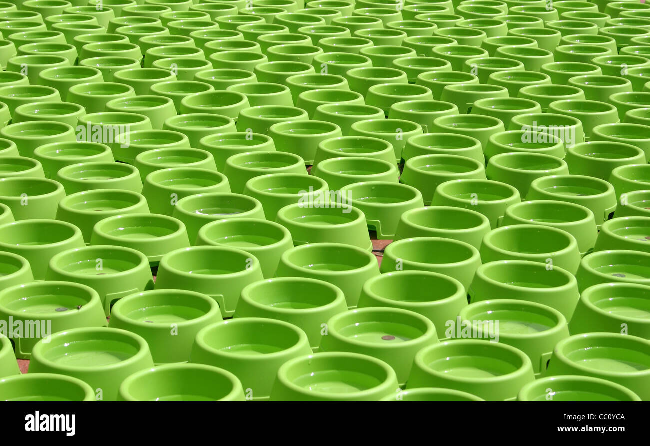 A sea of dog bowls set up for a charity event Stock Photo