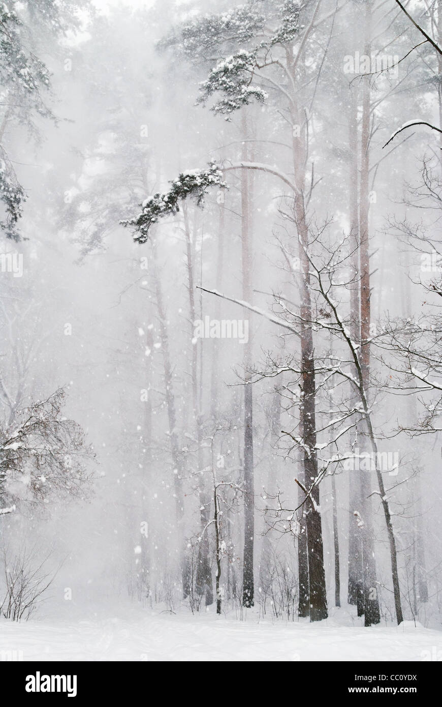 Snow falling in the forest Stock Photo - Alamy