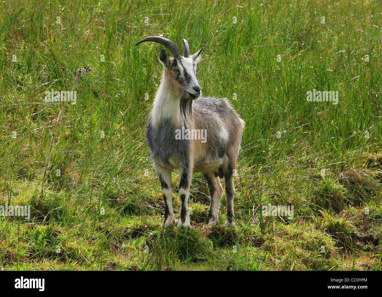 Goat with horns standing on a grassy slope. Ireland Stock Photo Alamy