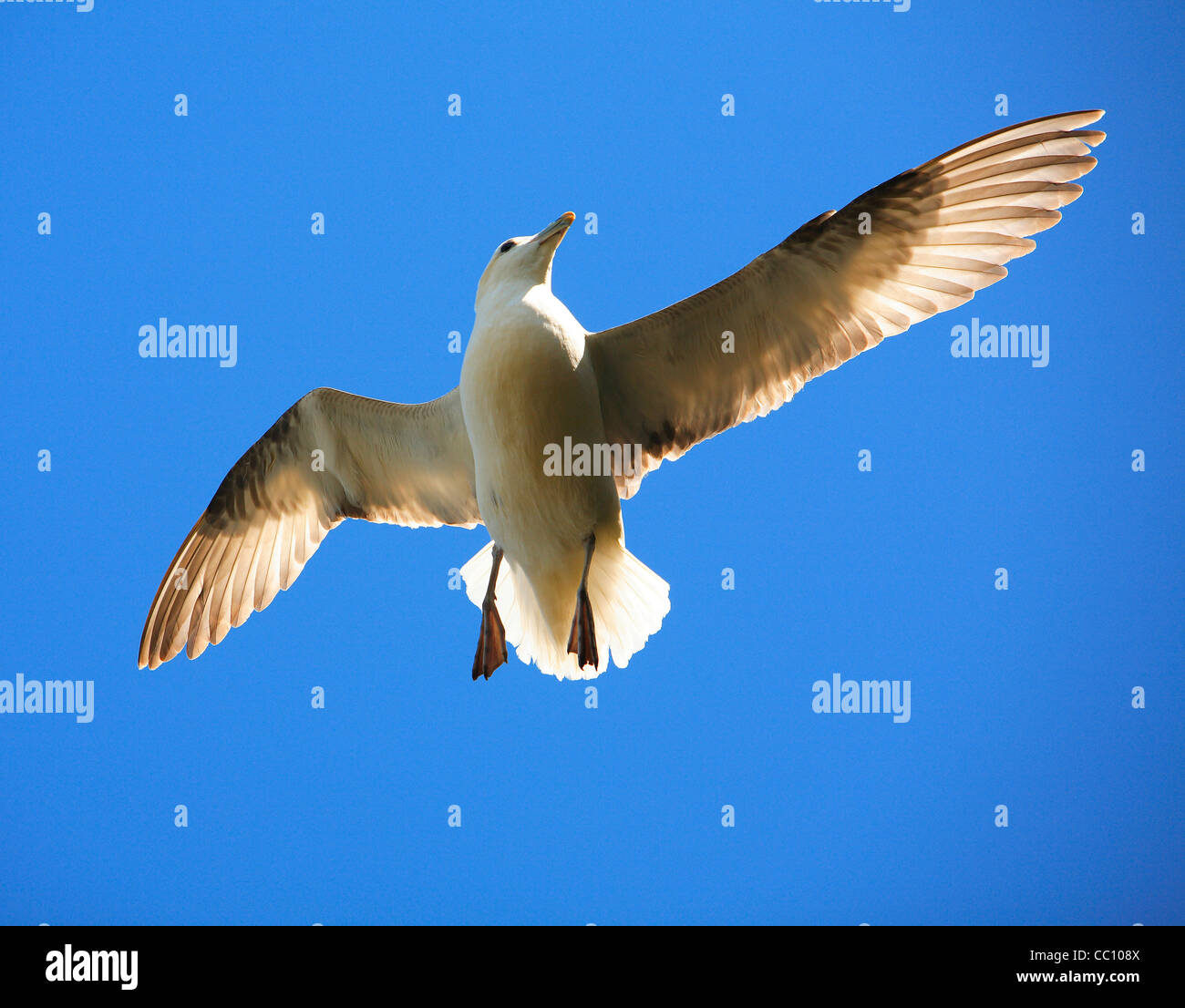 Seagull in flight with a blue sky background Stock Photo - Alamy
