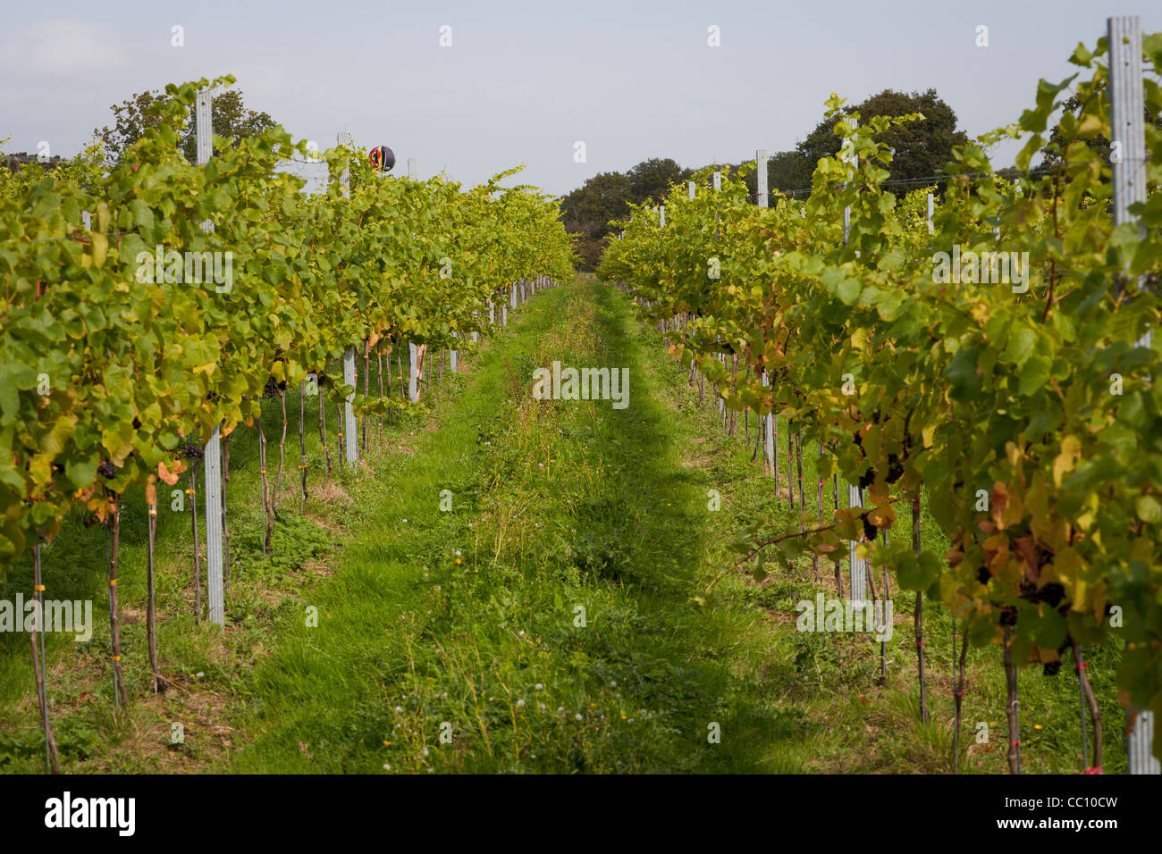 grapes growing in a vineyard Stock Photo Alamy