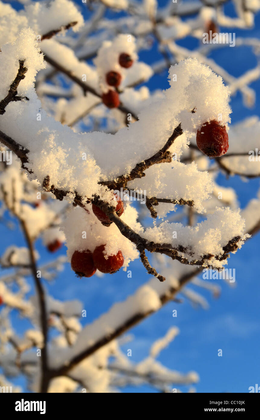 Berries on a snow covered branch. Stock Photo