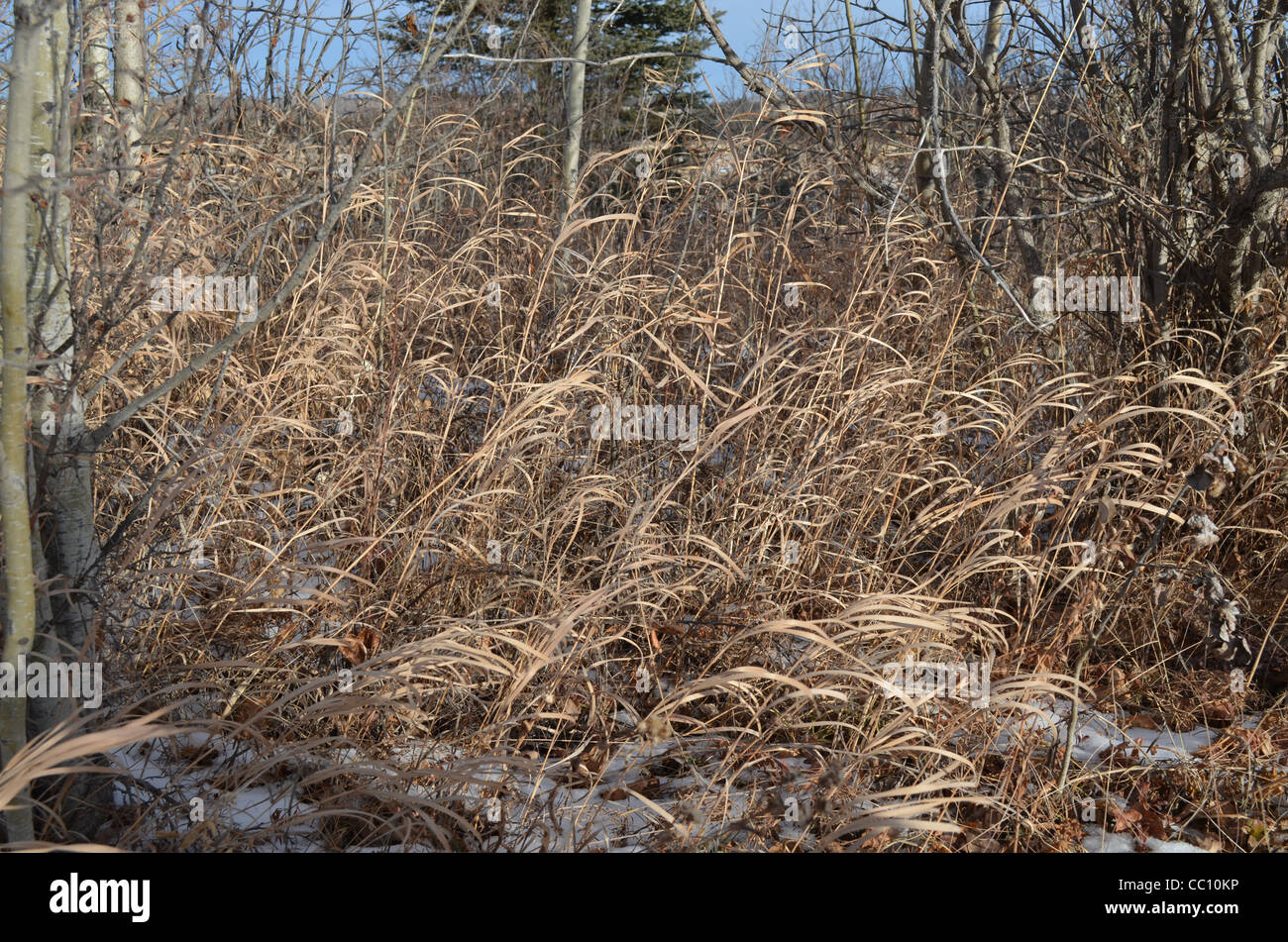 winter grass blowing in the wind on a sunny day Stock Photo