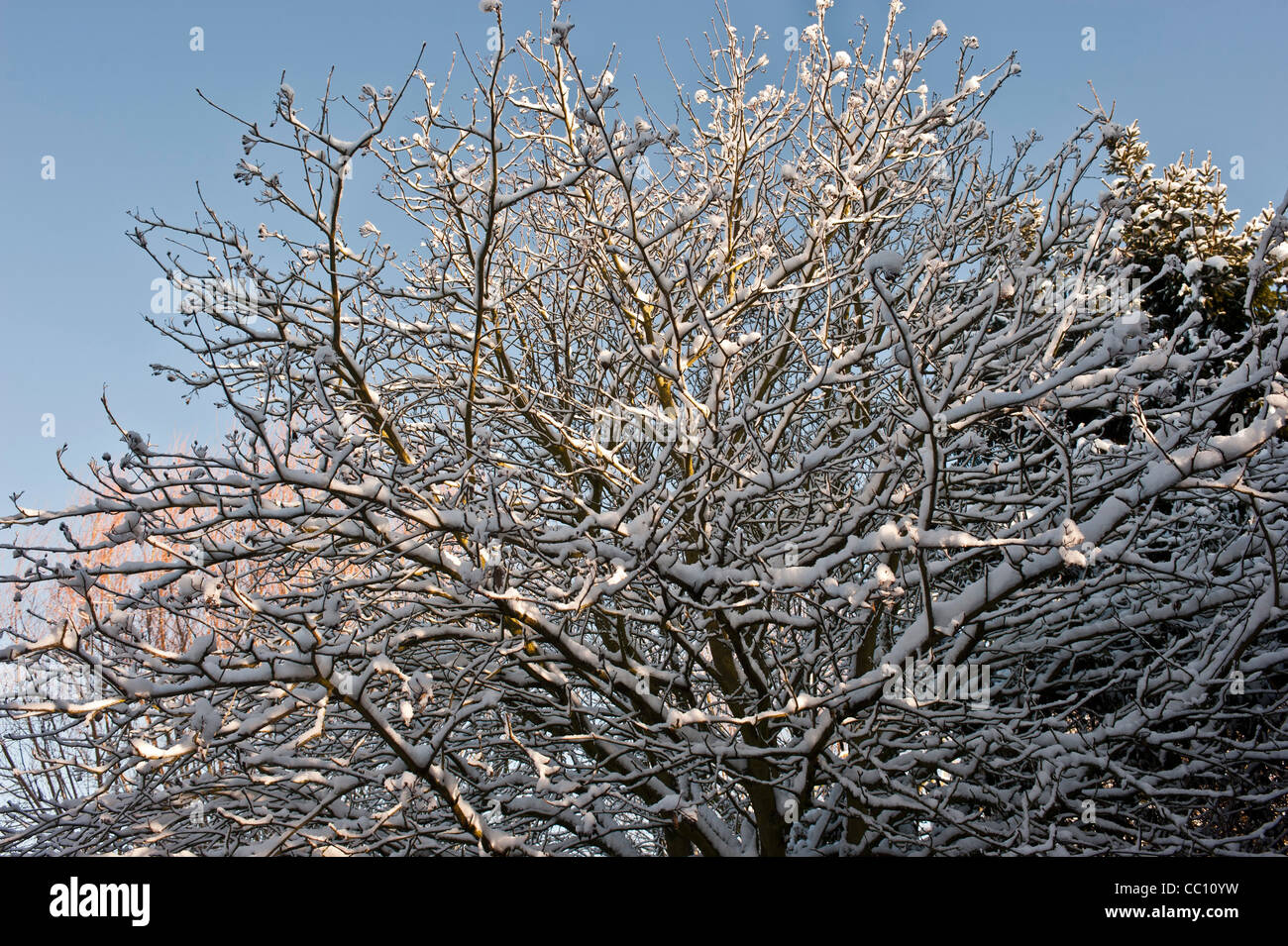 Canopy of tree branches hi-res stock photography and images - Alamy