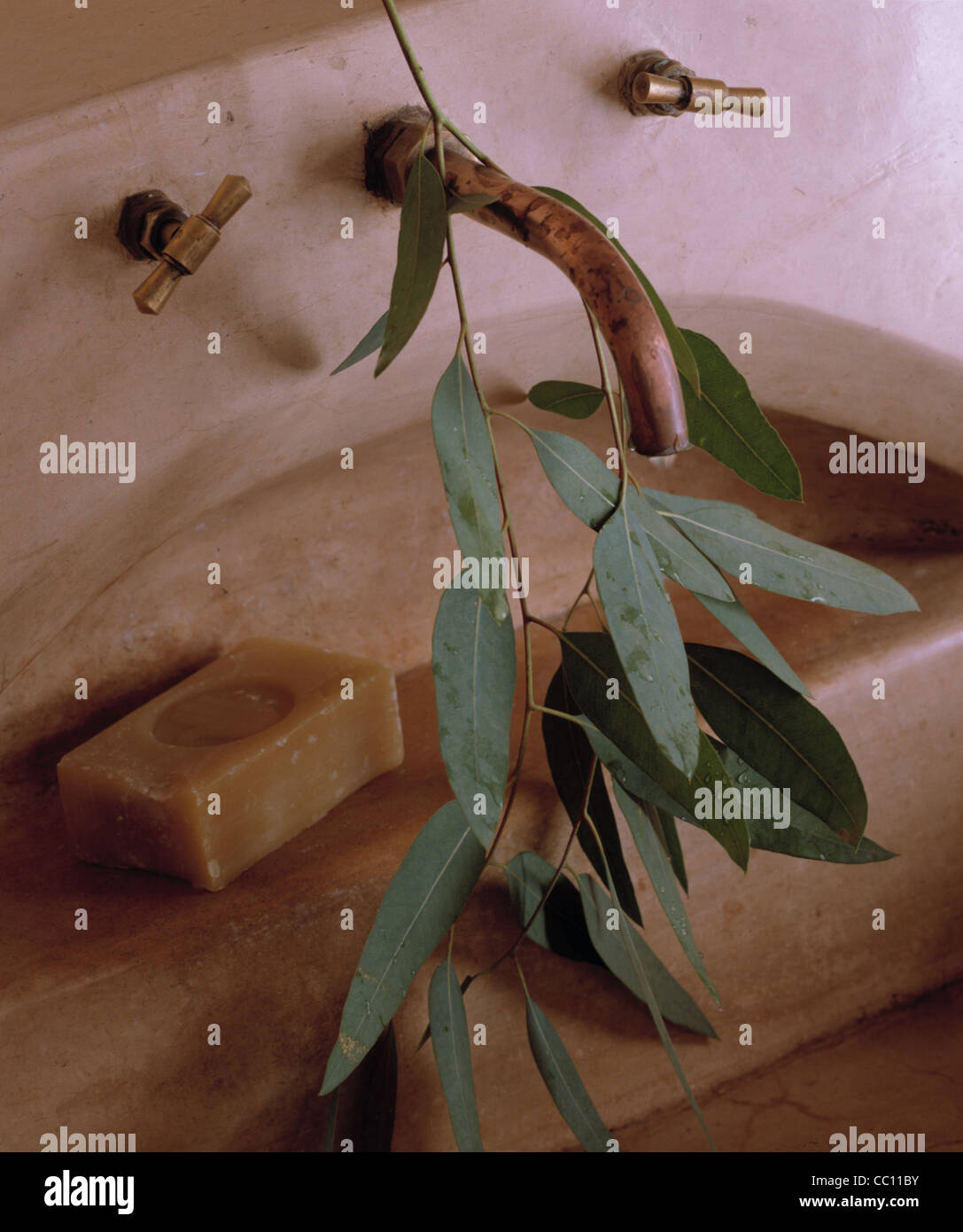 Still: Eucalyptus, soap of olive oil Stock Photo