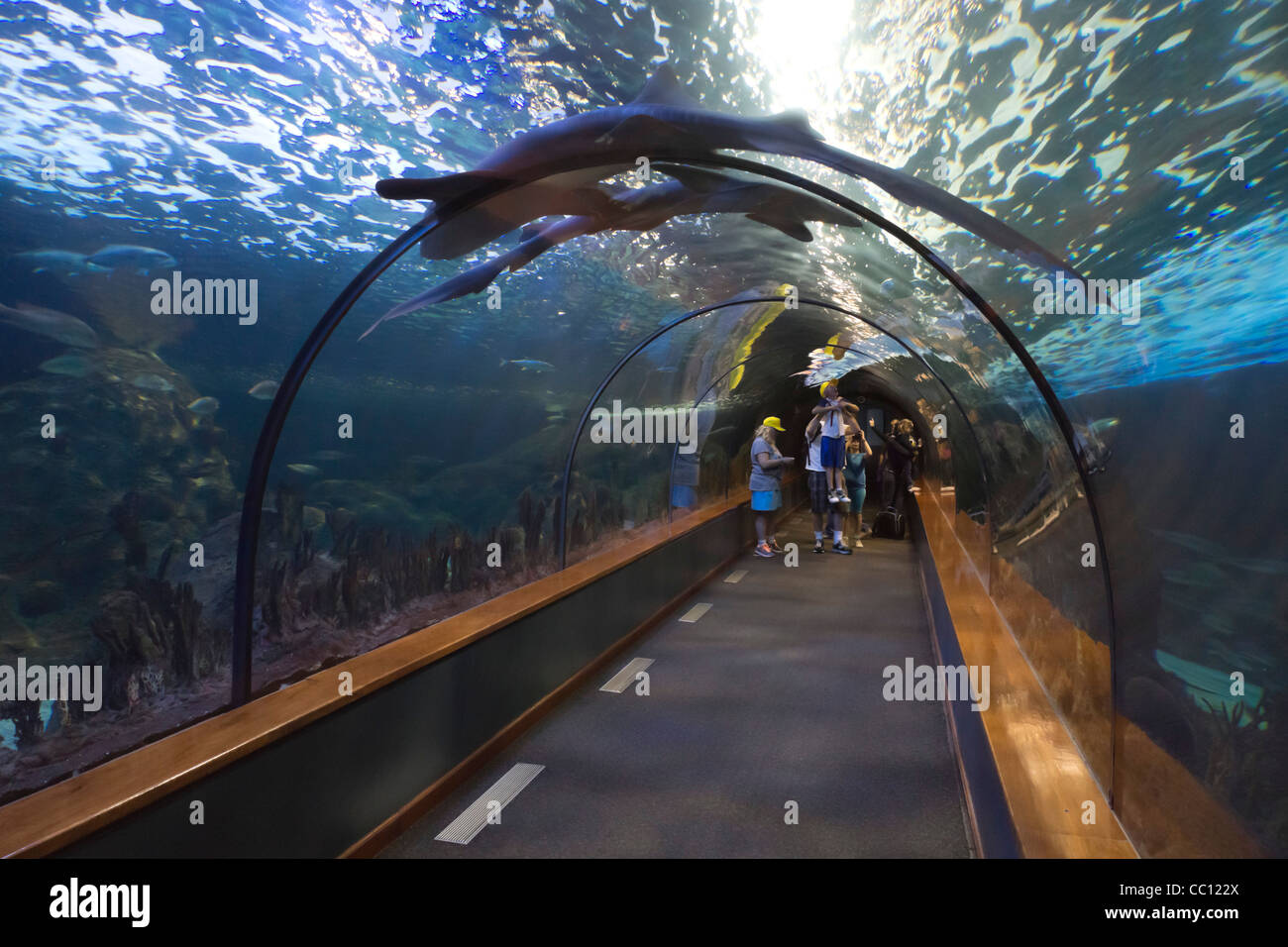Loro Parque, Tenerife's prime wildlife-zoo attraction. Aquarium tunnel with shark above camera, visitors. Stock Photo