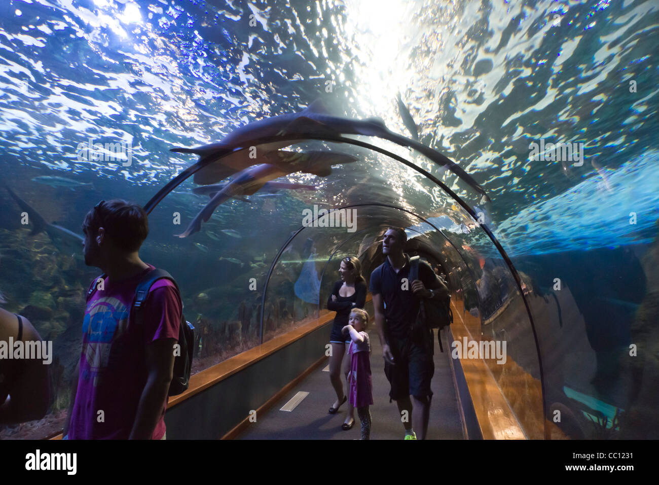 Loro Parque, Tenerife's prime wildlife-zoo attraction. Aquarium tunnel with shark above camera, visitors. Stock Photo