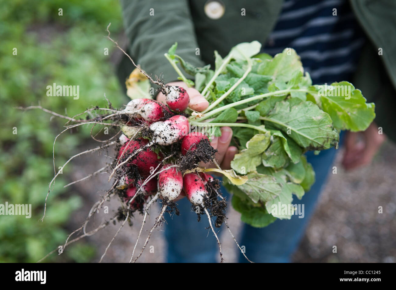 Woman holding bunch of freshly harvested radishes Stock Photo