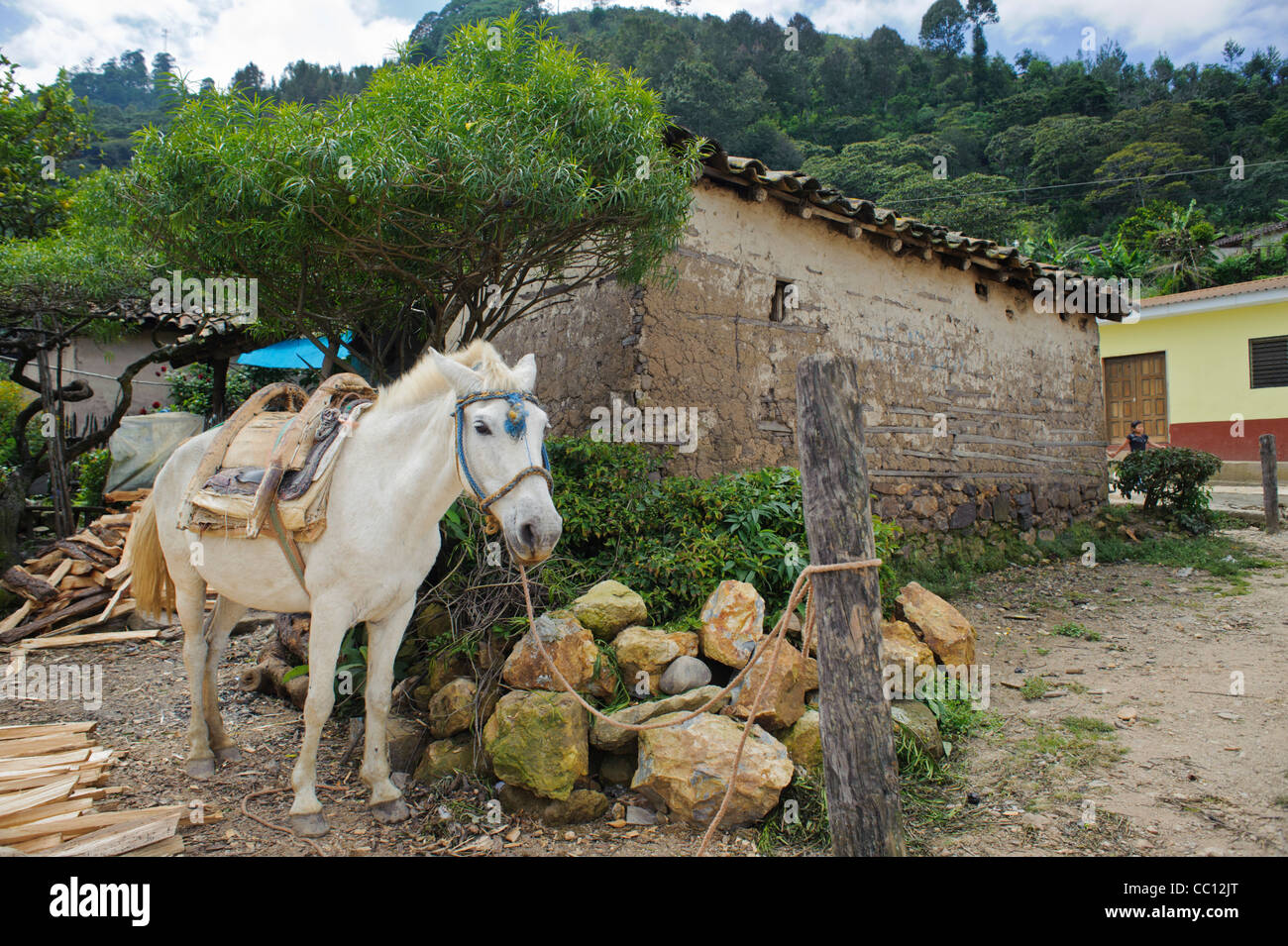 Cargo horse in mountain village in Honduras Stock Photo