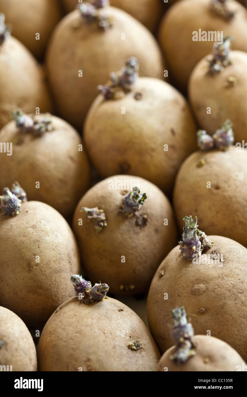 Chitted potato shoot hires stock photography and images Alamy