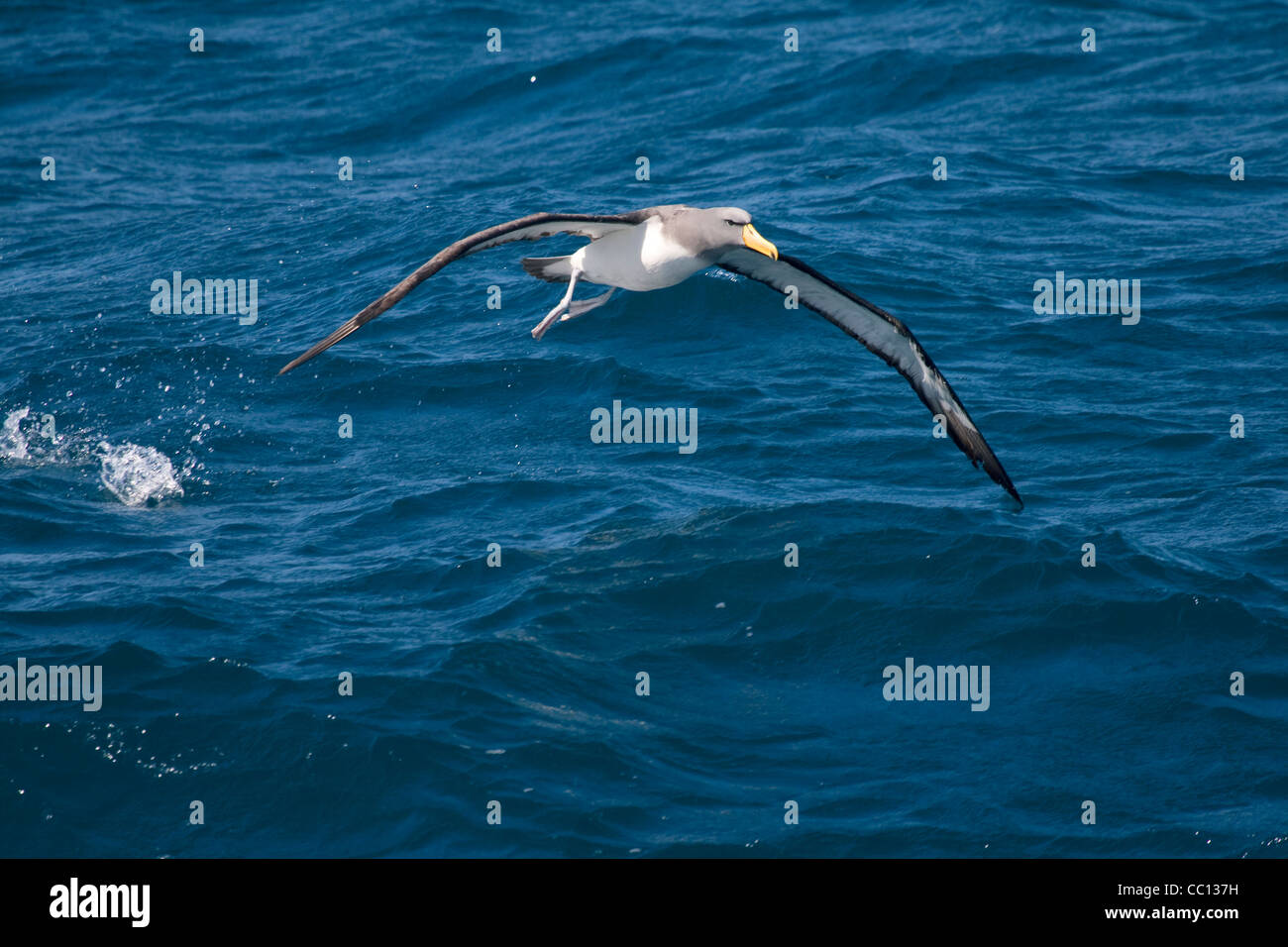 Chatham Island albatross near (Thalassarche eremita) the Chatham Islands (NZ) Stock Photo