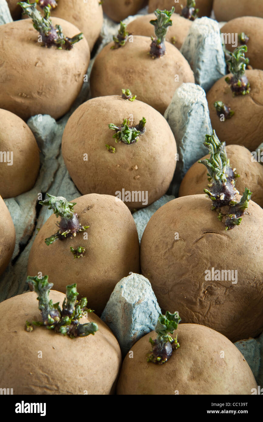 Seed potatoes being chitted in an egg box Stock Photo