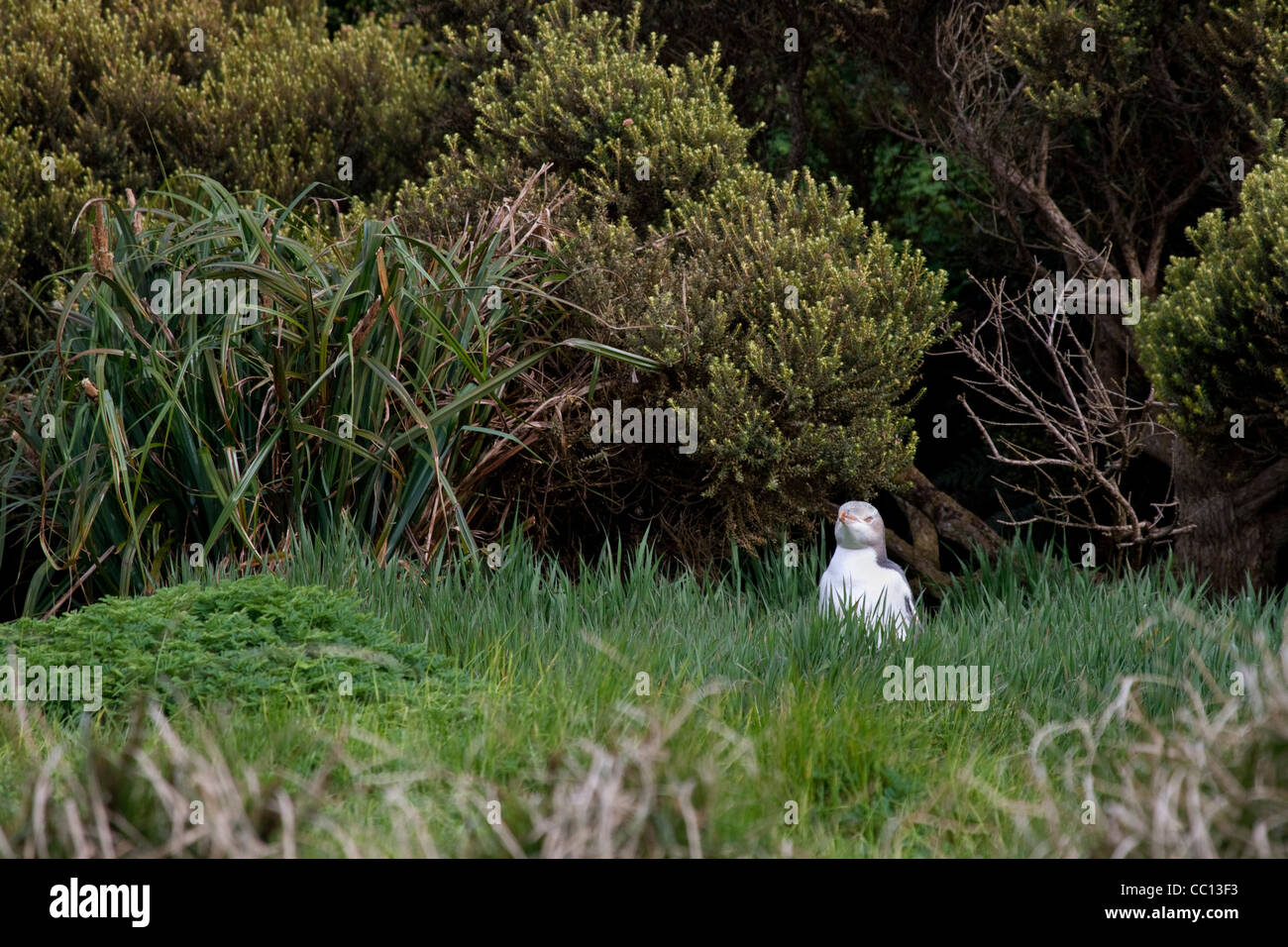 Yellow-eyed penguin (Megadyptes antipodes) on grass on Enderby Island (NZ) Stock Photo