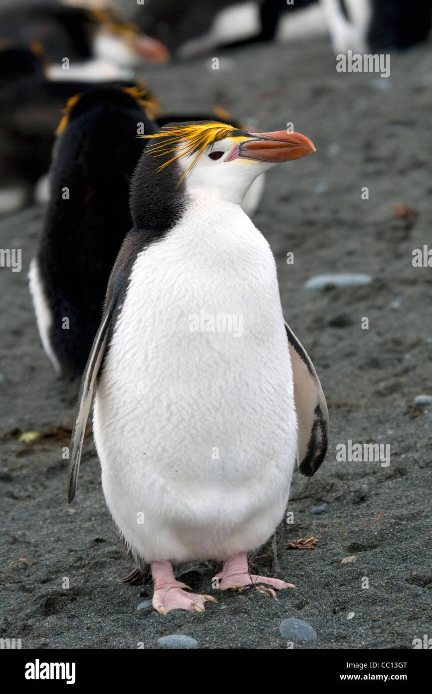 Royal penguin (Eudyptes schlegeli) on Macquarie Island (AU Stock Photo