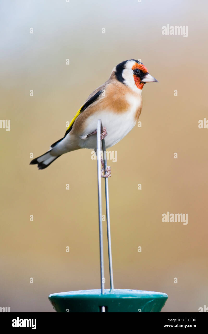 Goldfinch perched on top of bird feeder Stock Photo