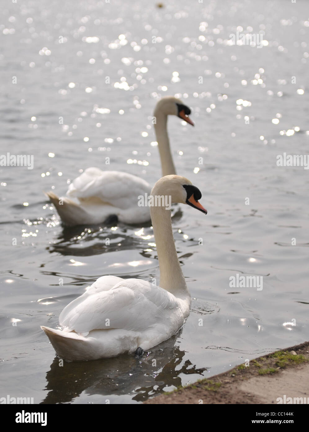 A pair of swans at Kingsbury water park Stock Photo