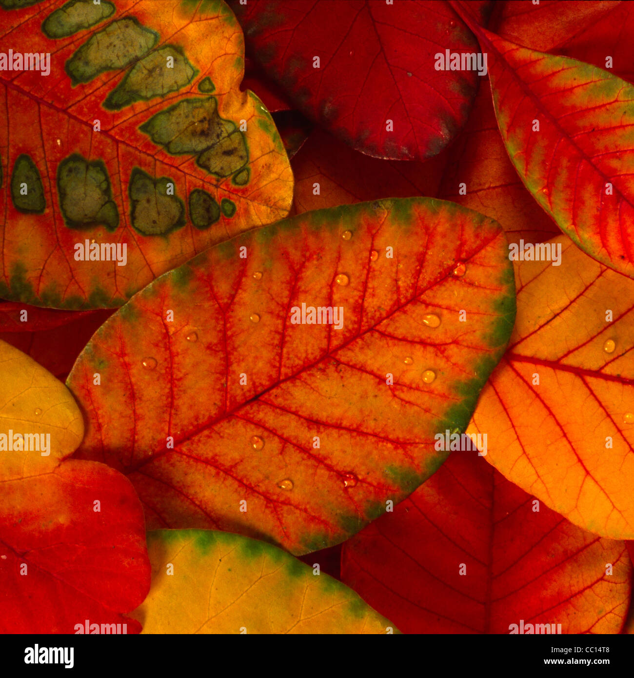 Smoke tree yellow autumn leaves hi-res stock photography and images - Alamy