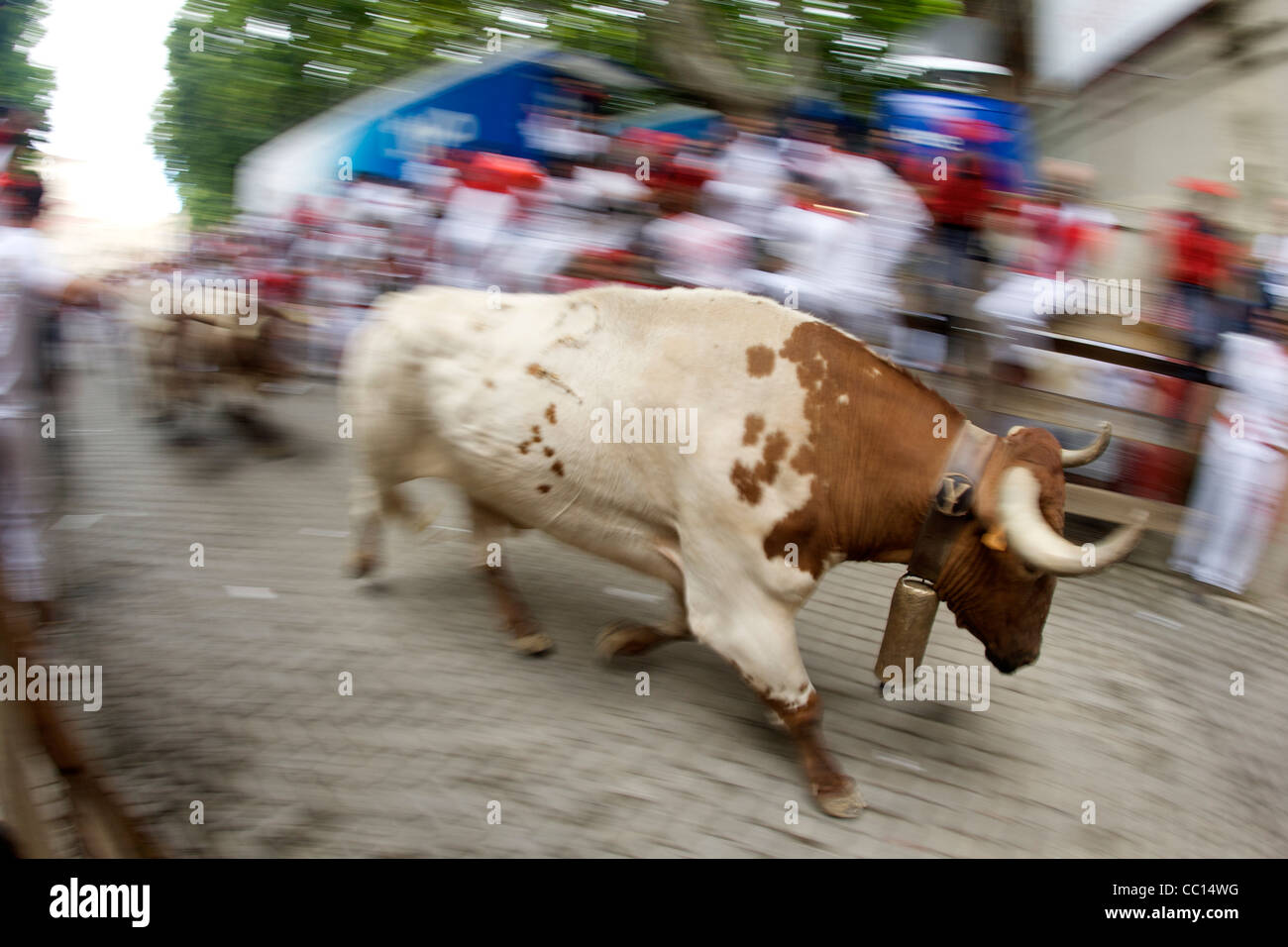 Steers running during the annual festival of San Fermin (aka the running of the bulls) in Pamplona, Spain. Stock Photo