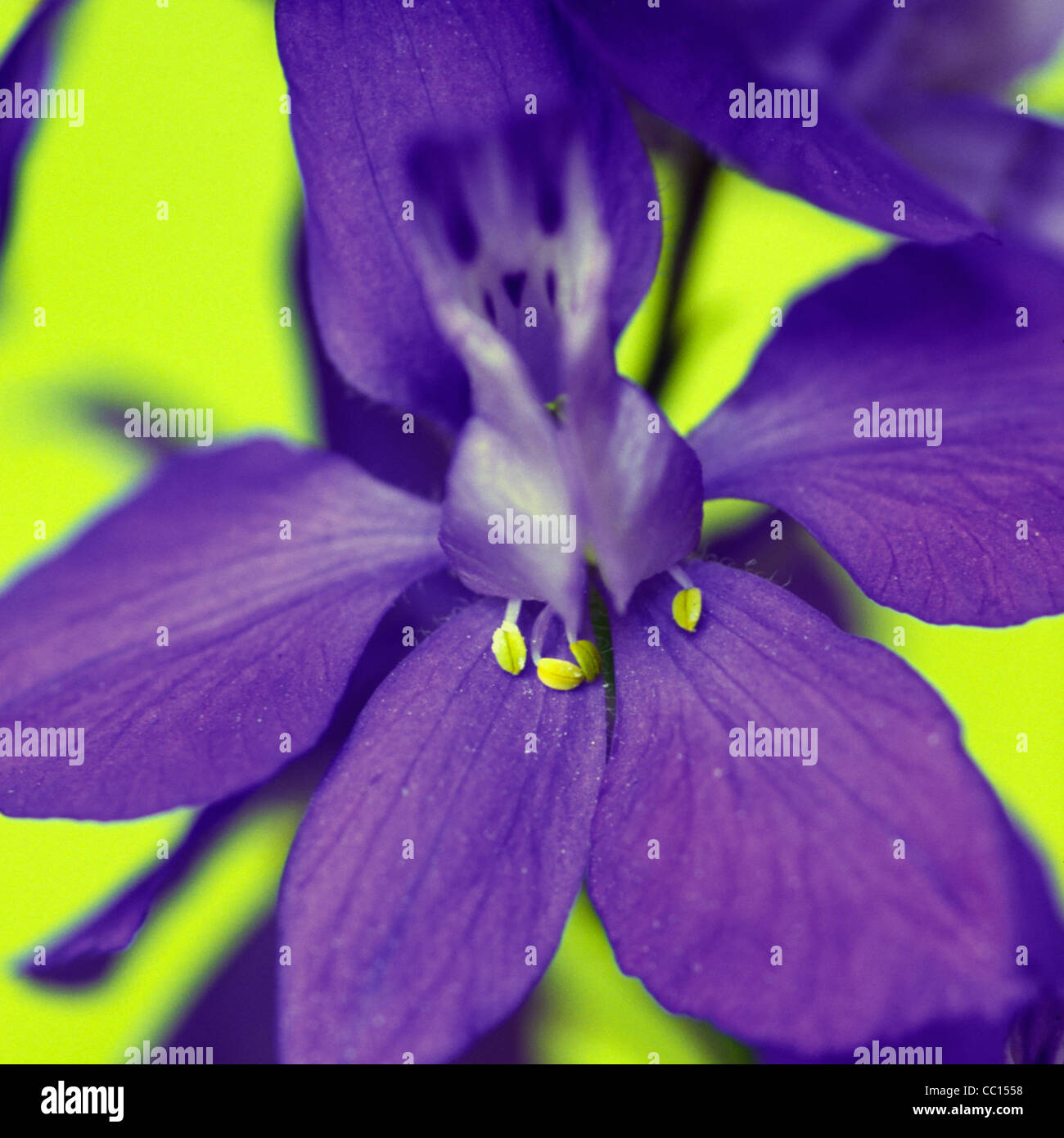 Close up of blue Larkspur flower Stock Photo