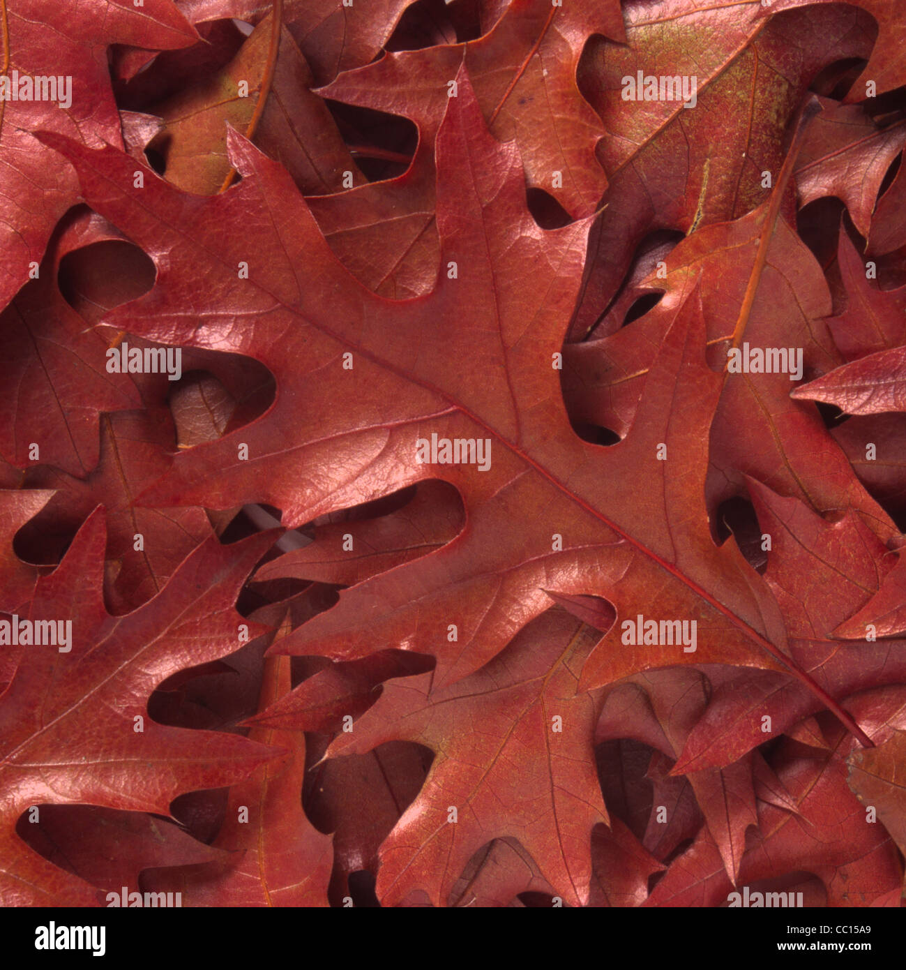 Oak leaf pattern hi-res stock photography and images - Alamy