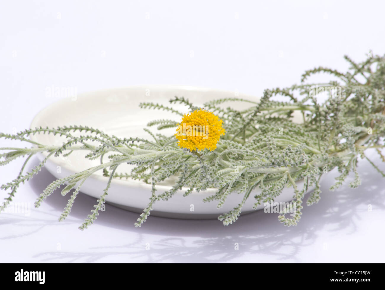 Cotton lavender flower and leaves (Santolina chamaecyparissus) on white background Stock Photo