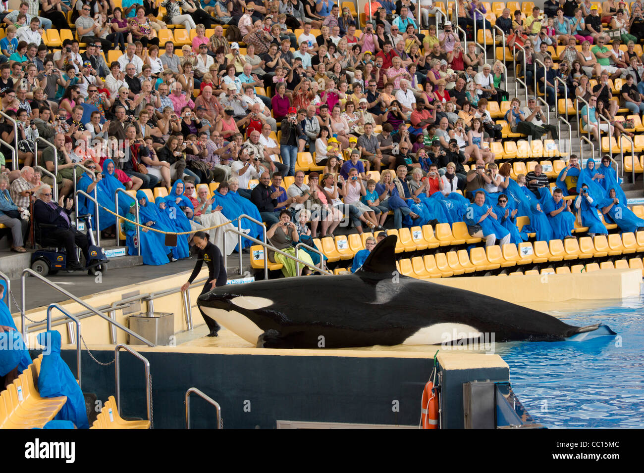Loro Parque, Tenerife's prime wildlife-zoo attraction. Crowds at the Orca killer whale show. Stock Photo
