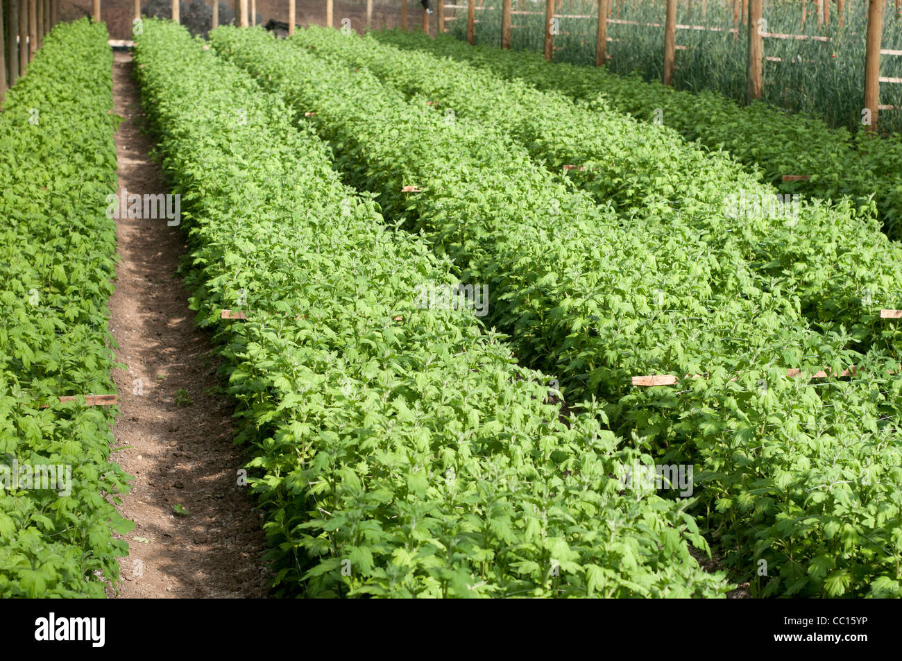 greenhouse young flowering plants Stock Photo