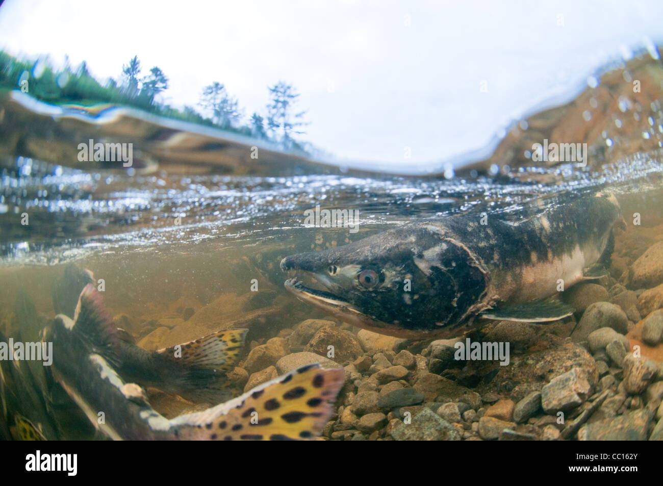 Underwater view of spawning salmon, Sitka, Alaska Stock Photo