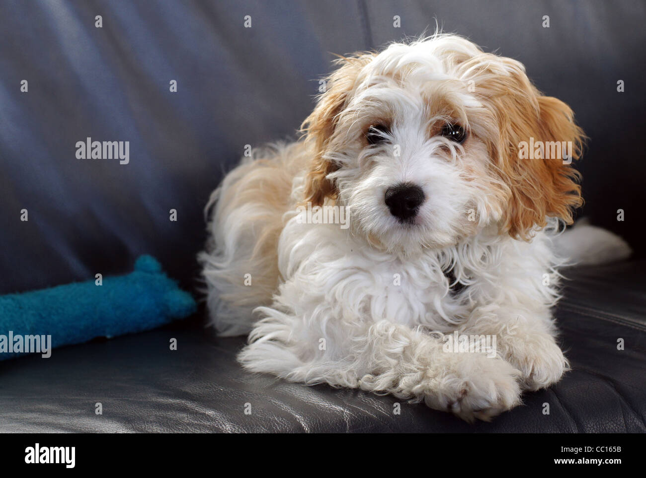 Cavapoo Cavalier King Charles Spaniel X Poodle Cross Puppy On Sofa Stock Photo Alamy